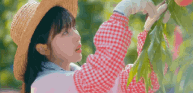a woman wearing a straw hat and plaid shirt is picking a peach from a tree .