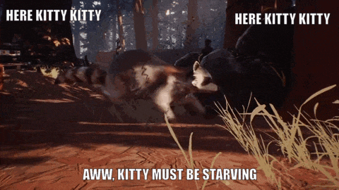a picture of a raccoon with a caption that says " here kitty kitty "