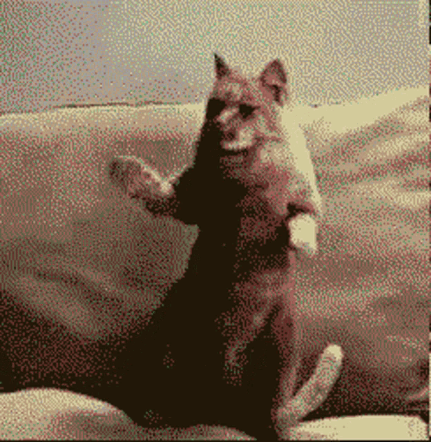 a dog standing on its hind legs next to another dog