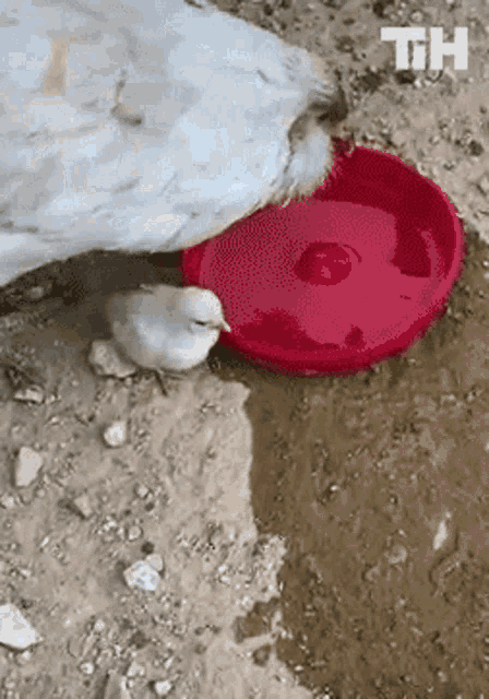 a chicken is drinking water from a red bowl .