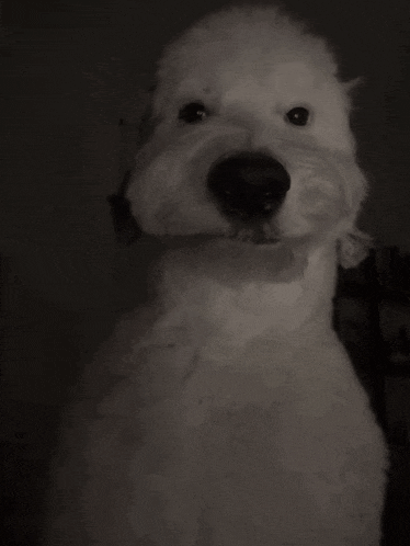 a close up of a white dog 's face in the dark