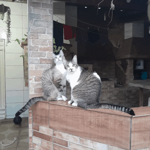 two cats are sitting next to each other on a tiled wall