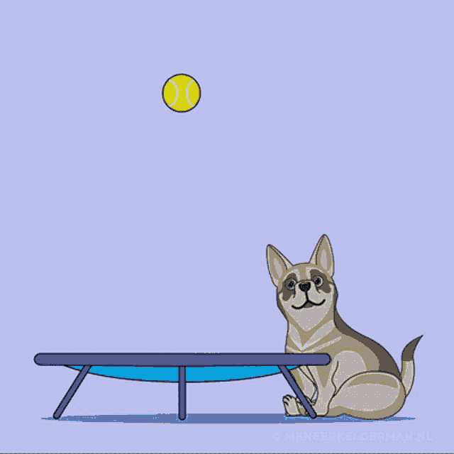 a dog is sitting on a trampoline with a tennis ball in the background