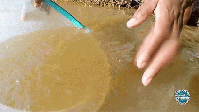 a person is holding a blue spoon in a bowl of water with the word mundo on the bottom right