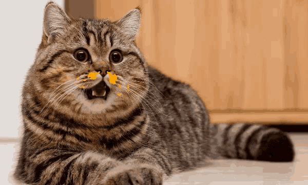 a cat with yellow spots on its nose