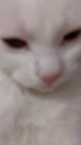 Kadze Cat GIF - Kadze Cat Cat Lick GIFs