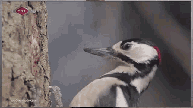 Woodpecker Slow Motion Woodpecker GIF - Woodpecker Slow Motion Woodpecker Slow Motion GIFs
