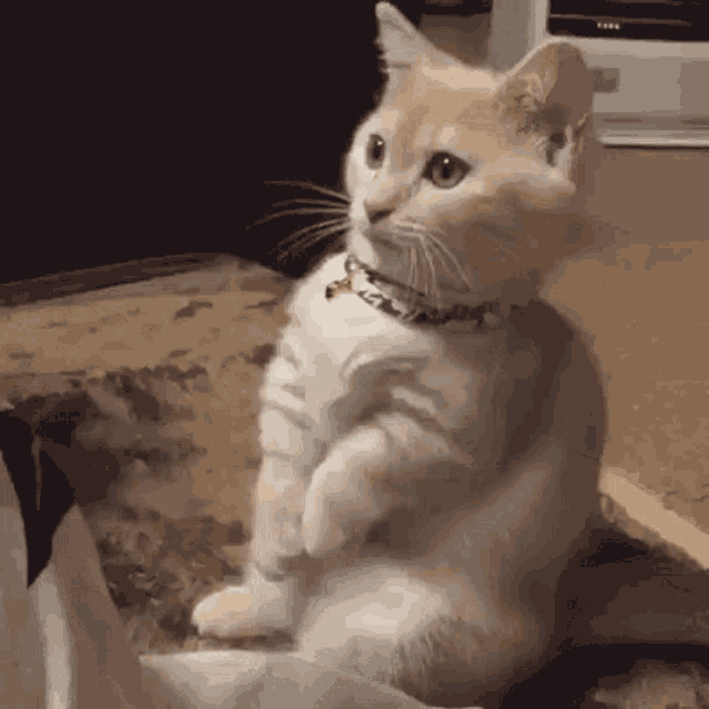 Cats Cat Typing GIF - Cats Cat Cat Typing GIFs