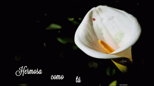 Cala Blanca Rosas GIF - Cala Blanca Rosas Flores GIFs