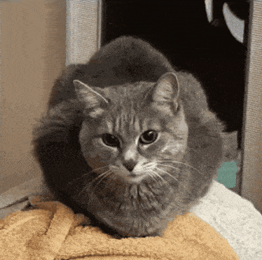 a gray cat is laying on a yellow towel and looking at the camera