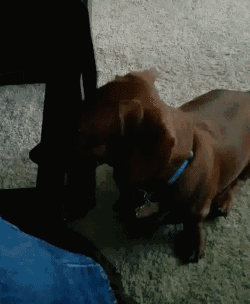 a brown dog wearing a blue collar is laying on a carpet