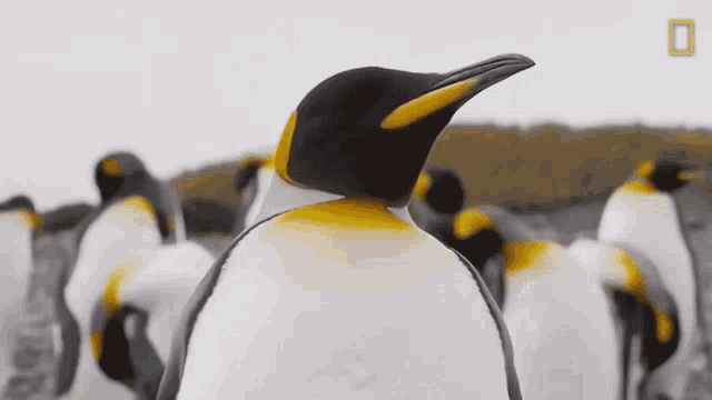 Looking Around National Geographic GIF - Looking Around National Geographic Penguins GIFs