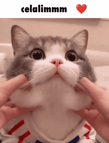 a picture of a cat with the words celalimmm written above it