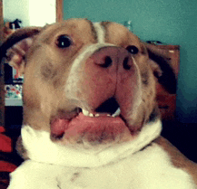 a brown and white dog with its mouth open looks at the camera