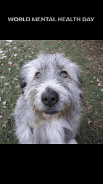 a picture of a dog with the words world mental health day