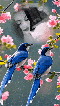 two blue birds sitting on a branch with pink flowers and a woman behind them