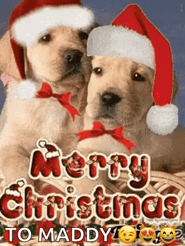 two puppies wearing santa hats on a merry christmas card
