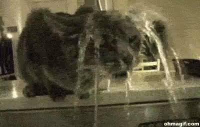 Cats Funny Animals GIF - Cats Funny Animals Summer GIFs