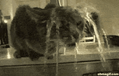 a cat is drinking water from a faucet .