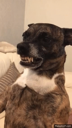 Scrappy Dog GIF - Scrappy Dog Angry GIFs