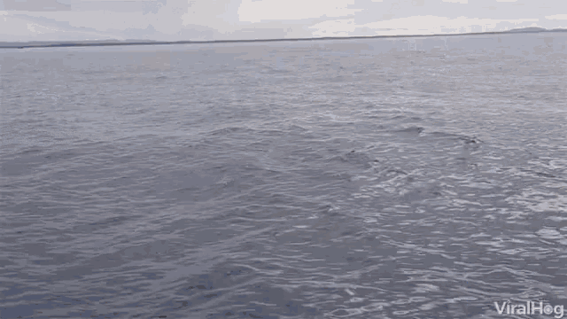 Viralhog Whale GIF - Viralhog Whale Splash GIFs