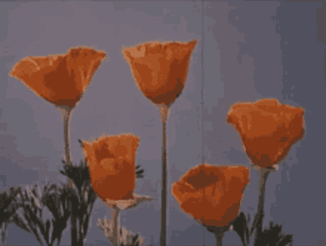 a bunch of orange flowers with a blue sky behind them