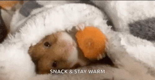 Hamster Eating In Bed Cozy GIF - Hamster Eating In Bed Eating In Bed Hamster Eating GIFs