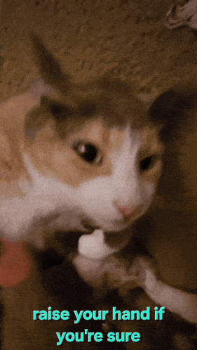 a cat with the words " raise your hand if you 're sure " on the bottom
