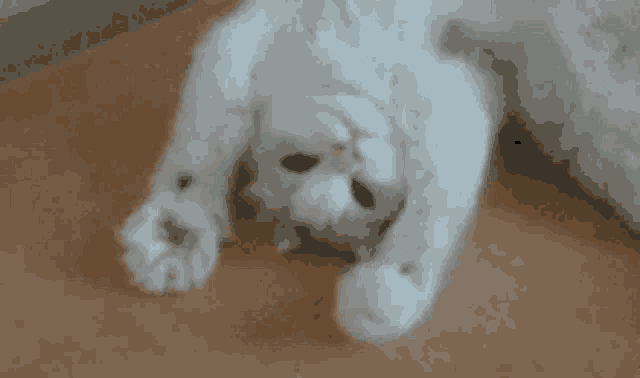 a white cat laying on its back with its paws up