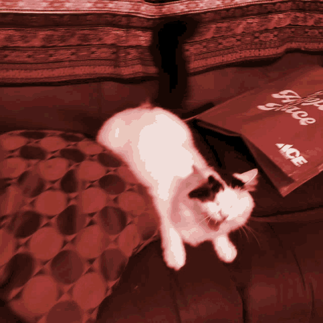Bintik Marah Cat GIF - Bintik Marah Cat Laser Eyes GIFs