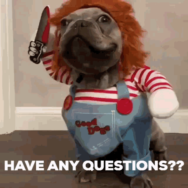 Dog Have Any Questions GIF - Dog Have Any Questions Cute GIFs