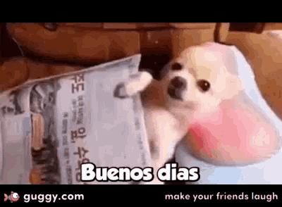 a small dog reading a newspaper with the words buenos dias written on it