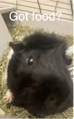 a black and white guinea pig in a cage with the words got food written above it