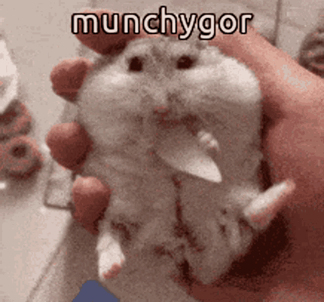 Animals With Captions Munchygor GIF - Animals With Captions Munchygor Animals Eating GIFs