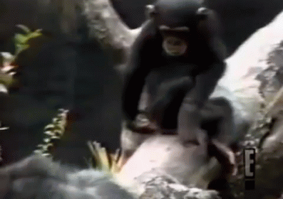 Smelling Your Farts GIF - Smelling Monkey Zoo GIFs