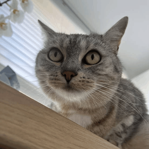 Lucy Cat GIF - Lucy Cat GIFs