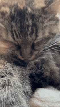 a close up of a cat 's fur with a blurred background