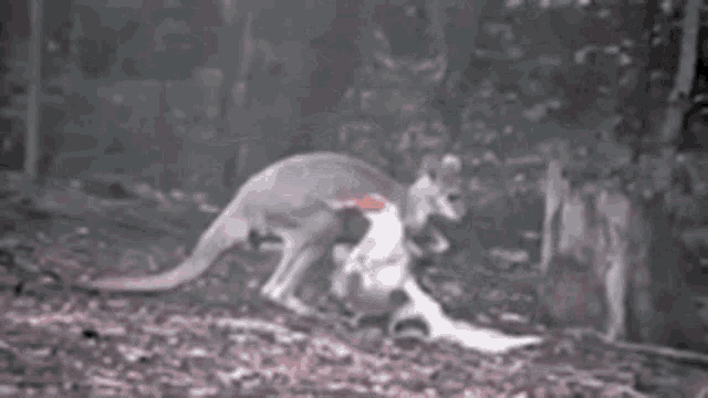a kangaroo and a duck are playing in the woods
