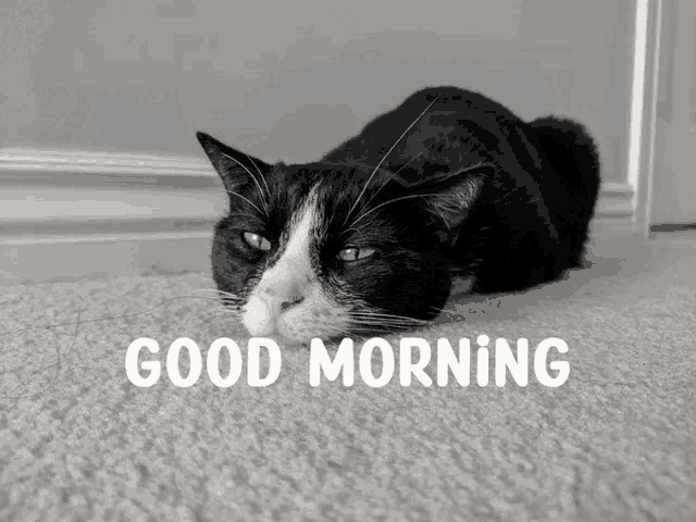 a black and white cat laying on a carpet with the words good morning written below it