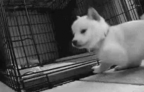 Sniff Hello There GIF - Sniff Hello There Cute GIFs