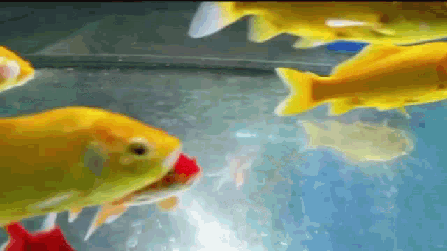 a group of goldfish are swimming in a tank with a blue background