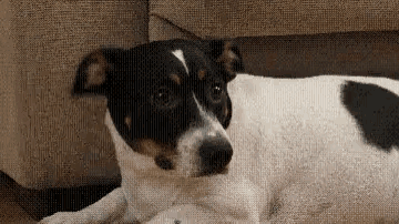 Dog Shocked GIF - Dog Shocked Stare GIFs