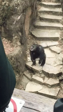 猩猩 呐喊 可爱 跳跃 GIF - Gorilla Yell Cute GIFs