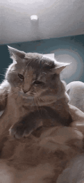 Cat Dance GIF