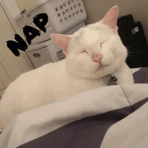 Sleepy Nap GIF