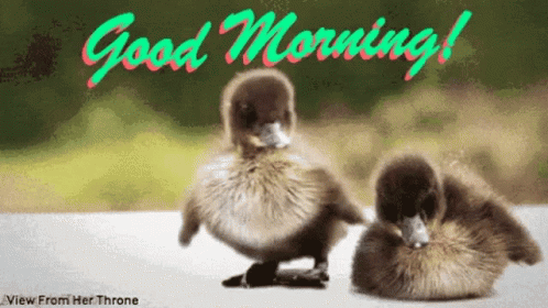 Good Morning Hello Monday GIF - Good Morning Hello Monday Ducks GIFs
