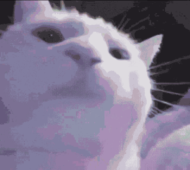 Turbo Cat Flex On Cats Ex GIF - Turbo Cat Flex On Cats Ex GIFs