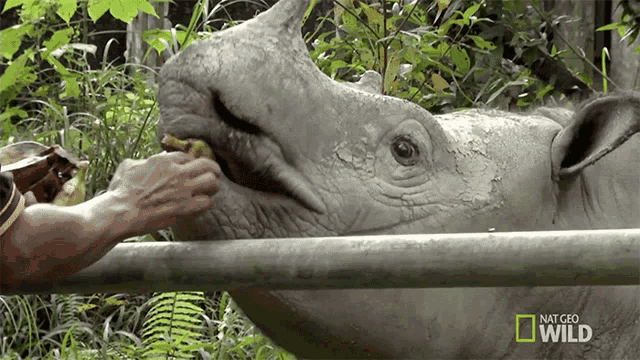 Feeding Puntong GIF - Feeding Puntong Supporting Puntong The Rhino GIFs