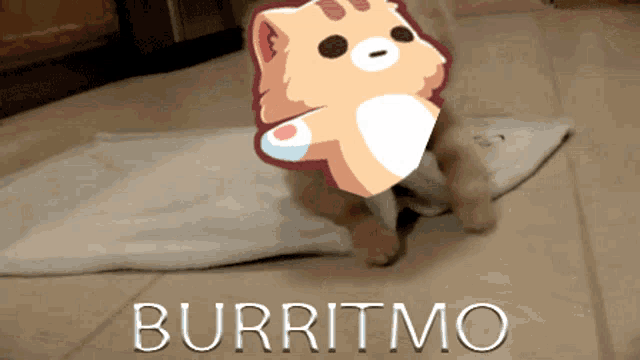 a picture of a cat with the word burrito written below it