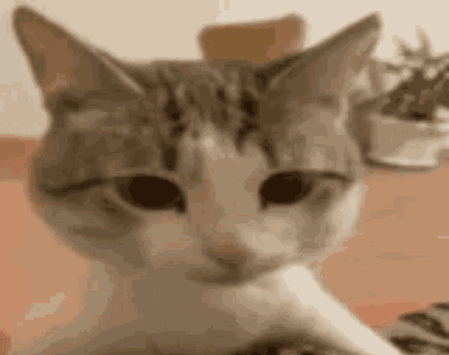 a close up of a cat sitting on a table looking at the camera .